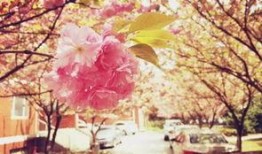 樱花校园最新爆料,最新爆料带你走进校园风云